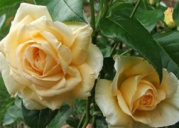 Teahibrid rózsa / Casanova